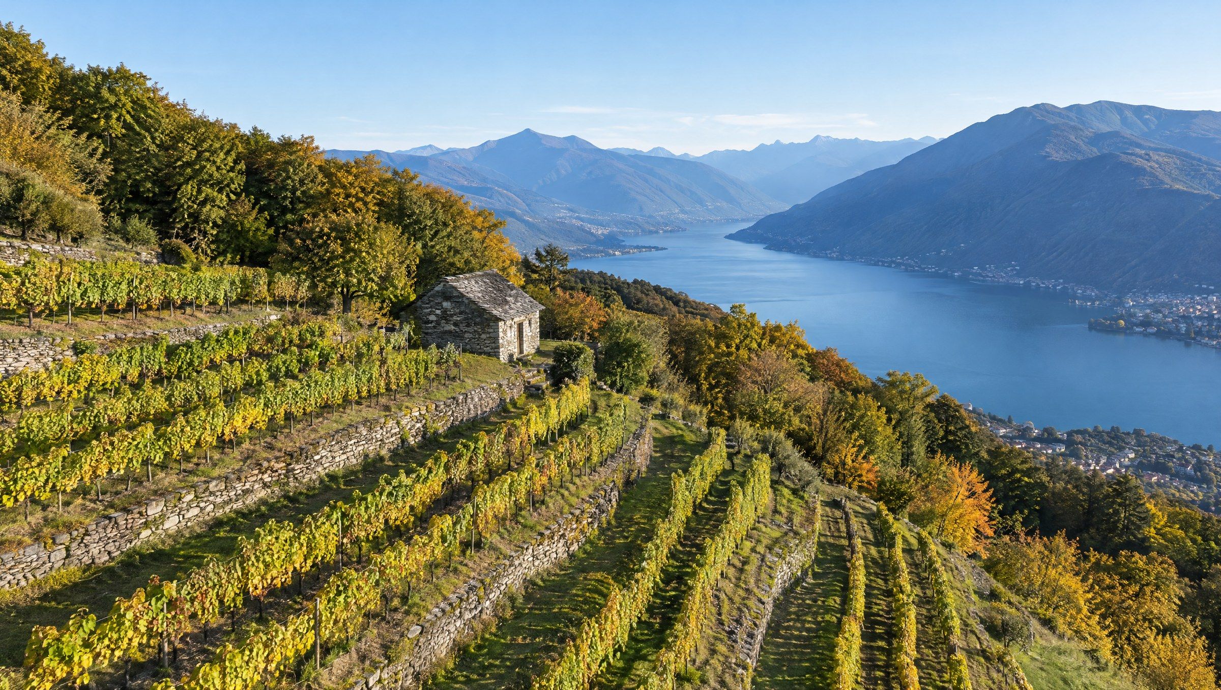 Vigneti terrazzati sopra un lago ticinese, vista dal drone